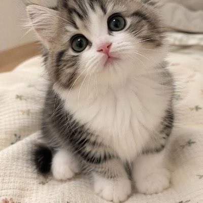Vexy